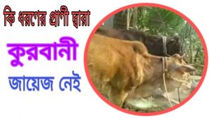 কোন ধরণের প্রাণী দ্বারা কুরবানী করা জায়েজ নেই