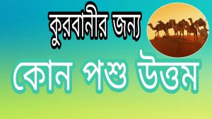 কোরবানীর জন্য কোন পশু উত্তম 