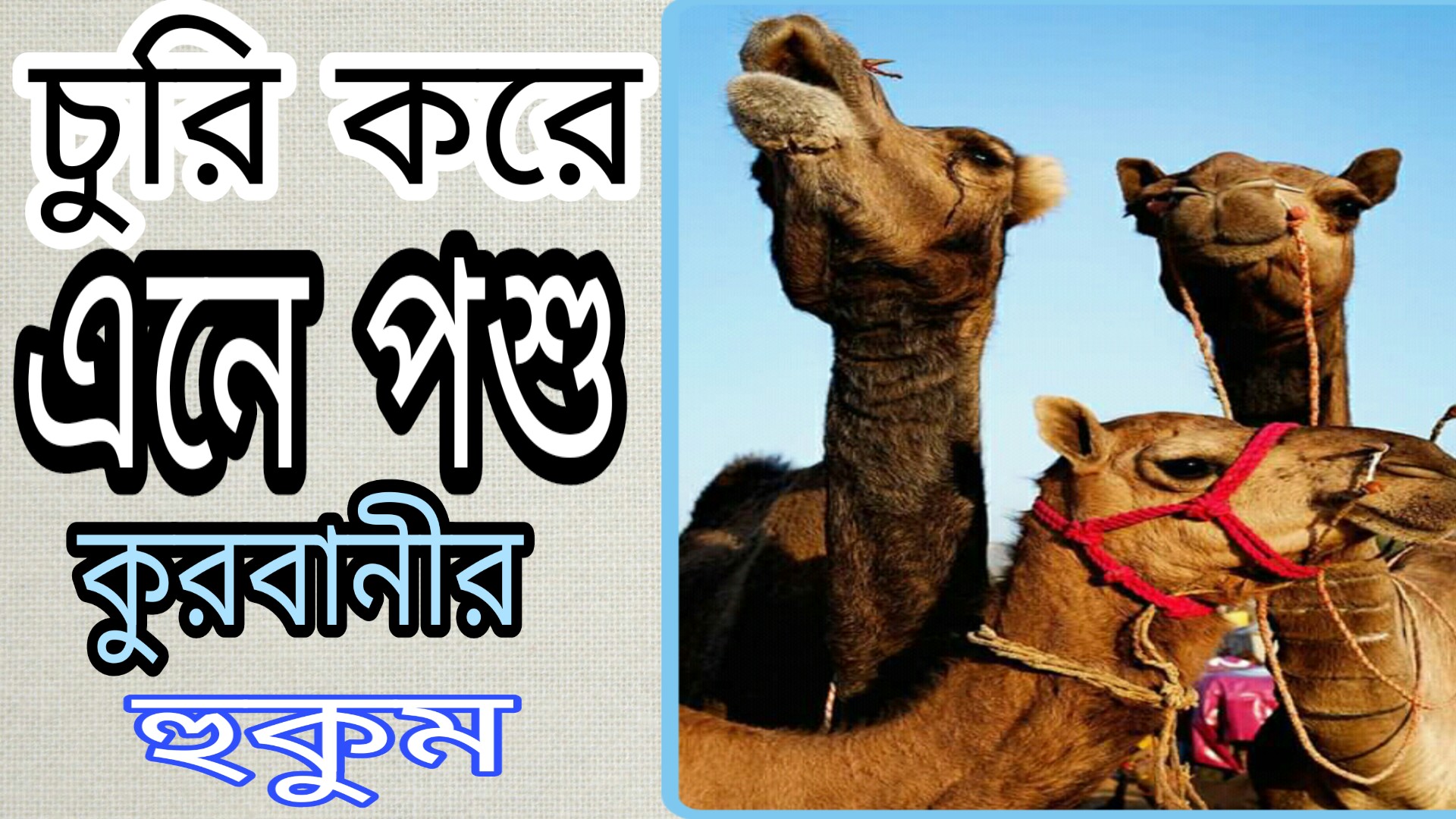 চুরি করে এনে পশু কুরবানী করলে তার হুকুম