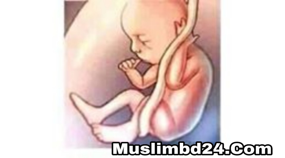 সন্তানের আকৃতি সম্পর্কে রাসূলুল্লাহ্ সাঃ কি বলেছেন