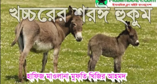 খচ্চরের শরয়ী হুকুম