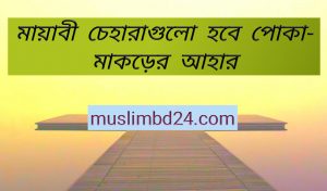 মায়াবী চেহারাগুলো হবে পোকা-মাকড়ের আহার