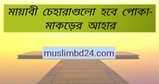 মায়াবী চেহারাগুলো হবে পোকা-মাকড়ের আহার