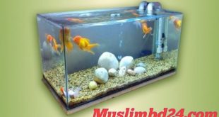 একুরিয়ামে মাছ রাখার বিধান